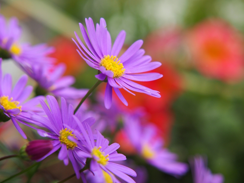 ２０１９年５月１９日｜夏のお花へ植え替え