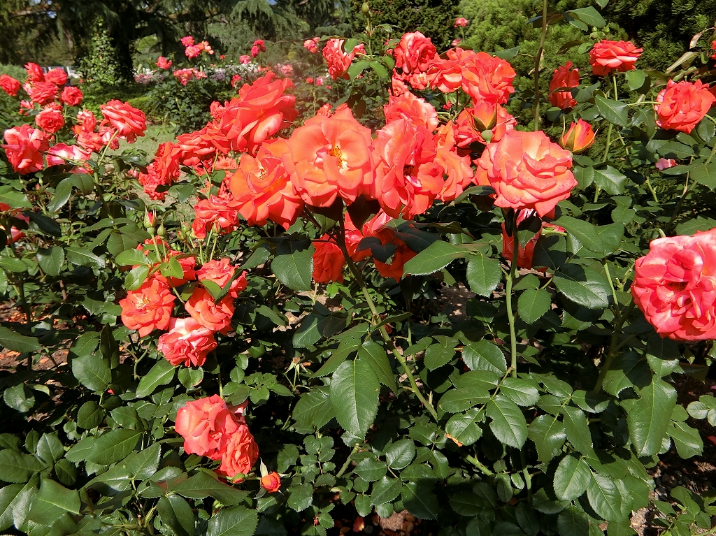 ２０１９年６月１１日　植物園へ　