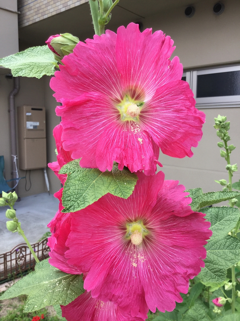 ２０１９年６月３日｜葵祭ご報告